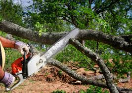 Best Tree Maintenance Programs  in Tool, TX